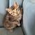 Free kitten rehoming 7 thumbnail