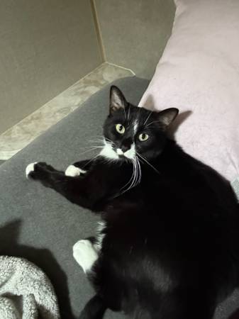 Rehoming 2 adult cats, male and female (Bonney Lake)