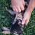 Kune Kune Piglets for sale 1 thumbnail