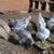 Easter Eggers! Highlandville or meet today in Nixa or Springfield 1 thumbnail
