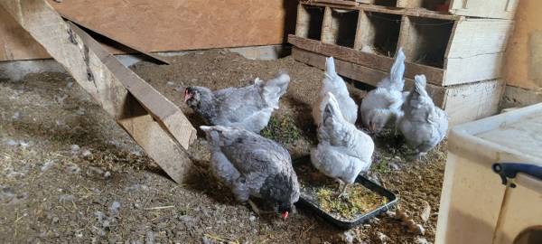 Easter Eggers! Highlandville or meet today in Nixa or Springfield 1