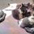6 Cute kittens 16 thumbnail