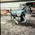 Horse for sale 2 thumbnail