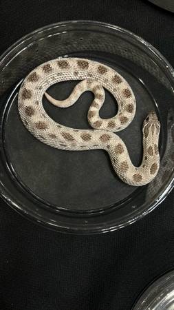 Axanthic Anaconda het albino western hognose (Elberfeld)64147995798785122