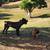 Cane corso 1 thumbnail