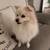 Pomeranian For SALE 4 thumbnail