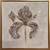 Gold Iris 2 thumbnail