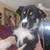 Husky Puppy 1 thumbnail