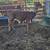 Hereferd bull calves 2 thumbnail