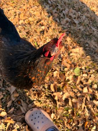 Fresh Eggs Looking for a Good Frying Pan…I Mean Home 1