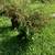 Plants 2 thumbnail