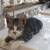 Gatitos 2 thumbnail