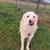 Great Pyrenees/Maremma 2 thumbnail