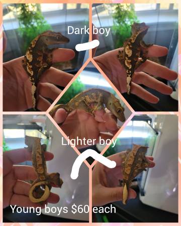 Gecko (Sandy)63916214150402124