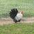 Bantam roosters 3 thumbnail
