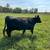 3yo beef Cow/calf pair, gentle 100% grass fed 6 thumbnail