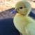 Muscovy ducklings lots of colors 4 weeks old 3 thumbnail