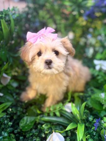 Shihpoo (hercules, pinole, san pablo, el sob)63658991886081122
