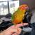6 month old Sun conure 6 thumbnail