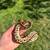 Ball pythons 2 thumbnail