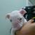 Boston terriers albino 3 thumbnail