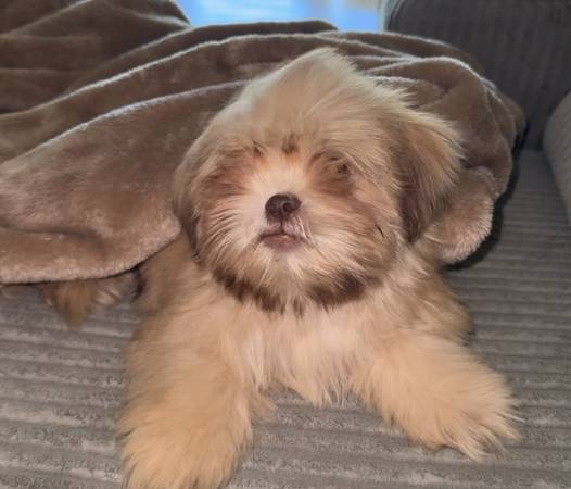 Shih tzu (Phoenix)64300239834115120
