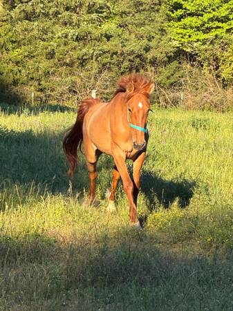 2 year old- mare 1