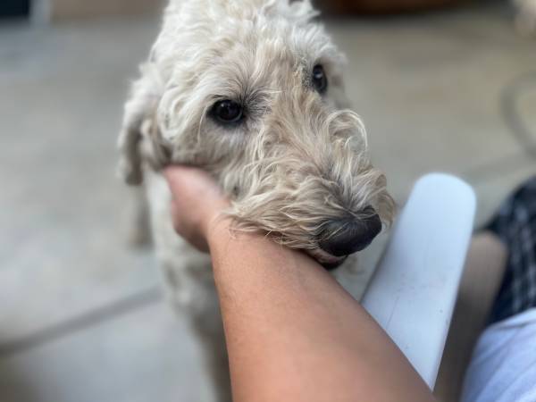 Finding a home for Goldendoodle (North highlands)63679359412739120