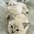 Lynx Siamese Kitten for Rehome 5 thumbnail