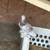 Frillback pigeons SELLOUT 12 thumbnail