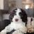 Cavapoo 1 thumbnail