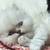 Beautiful fluffy persian blue point Himalayan 3 thumbnail