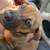 Rehoming my one year old dog 10 thumbnail