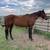 3 older horses available 1 thumbnail