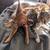 Female kitten 2 thumbnail