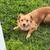 Adorable Chihuahua mix 1 thumbnail