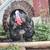turkey tom 1 thumbnail