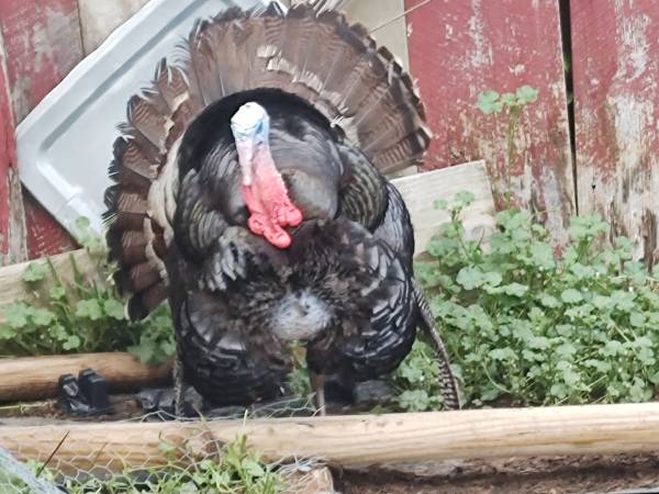 turkey tom 1