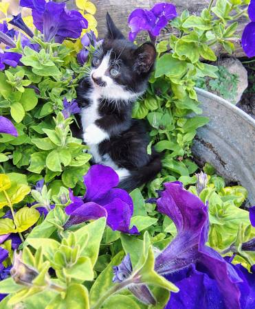 Tuxedo mustache kitty63842530874371122