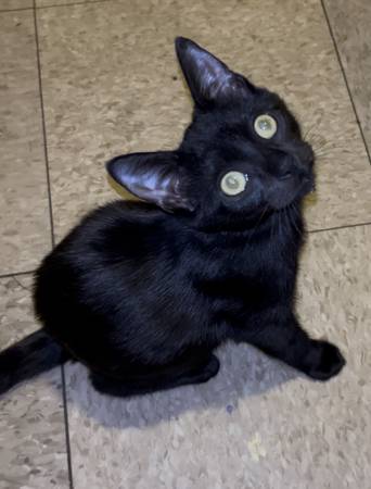 Last kitten for adoption 1