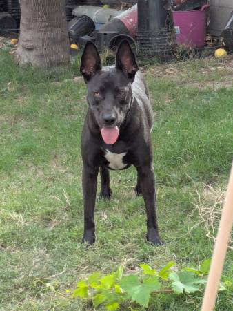 Pitbull x Pastor Alemán (Hembra) (North Hollywood)63840815813251122