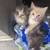 Kittens!!! 7 thumbnail