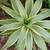 Agave Joe Hoak ~ Rare 2 thumbnail
