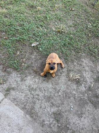 Chimix need gone asap (Goshen)64025057496963120