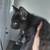 4 10-12 Week old kittens 9 thumbnail