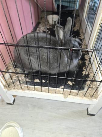Rehoming (Ocala)63687882963203121