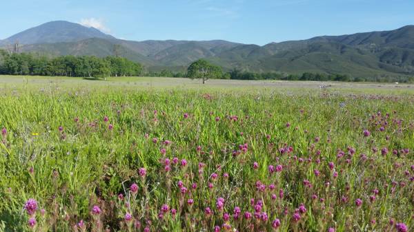 $600,000 Stonyford Acreage For Sale (oakland piedmont / montclair)63664202976899121
