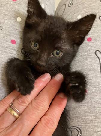 Rescued Kittens (Gramercy)63923587982338123