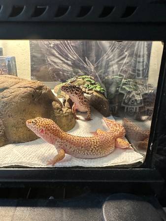 Leopard geckos 1