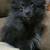Ckc triple coat pomeranian pups 3 thumbnail